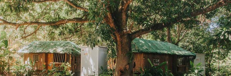 Kubo Mahogany cottages under a big tree