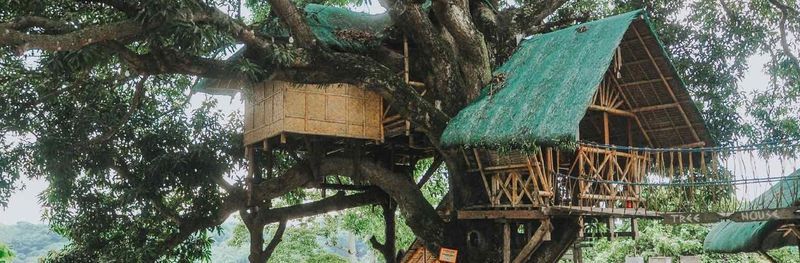Treehouse 2B in the giant tree